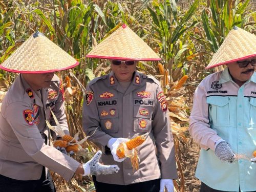 Panen raya Jagung Wujud Polres OKU Selatan turut ambil bagian dalam mewujudkan ketahanan pangan nasional