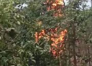Kembali Sumur Minyak Ilegal Terbakar Di Perkebunan PT. PIP 