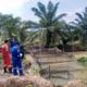 Medco E&P Grissik Dukung Budidaya Lele untuk Dorong Kemandirian Ekonomi Masyarakat